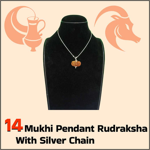 14 Mukhi Pendant Rudraksha with Silver Chain