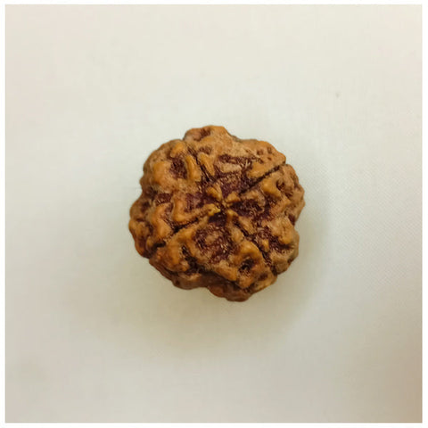  23mm 4 Mukhi Rudraksha (Big Size)