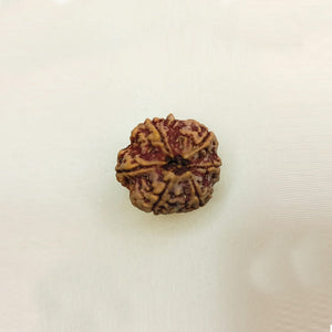 6 Mukhi Rudraksha (Big size) 