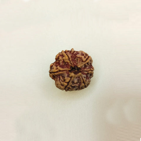 6 Mukhi Rudraksha (Big size) 