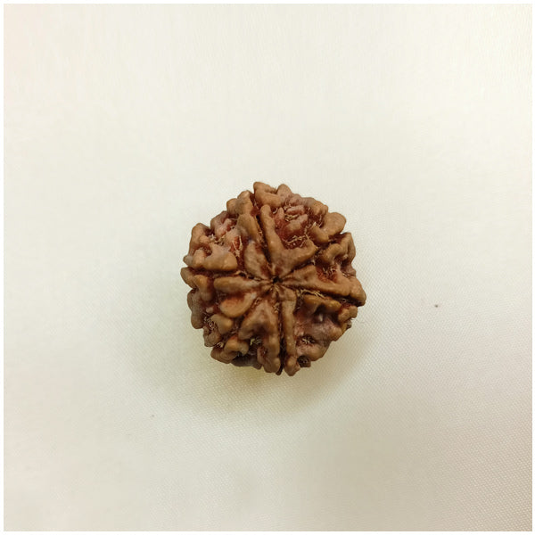 6 Mukhi Rudraksha (Big size)