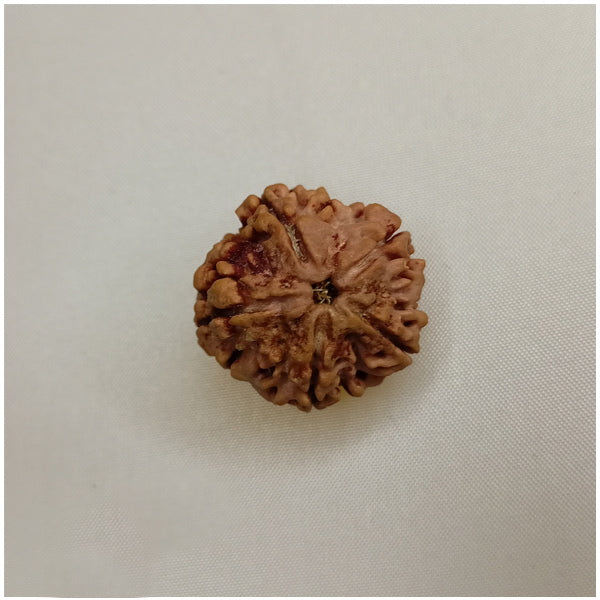 5 Mukhi Rudraksha (Big Size)