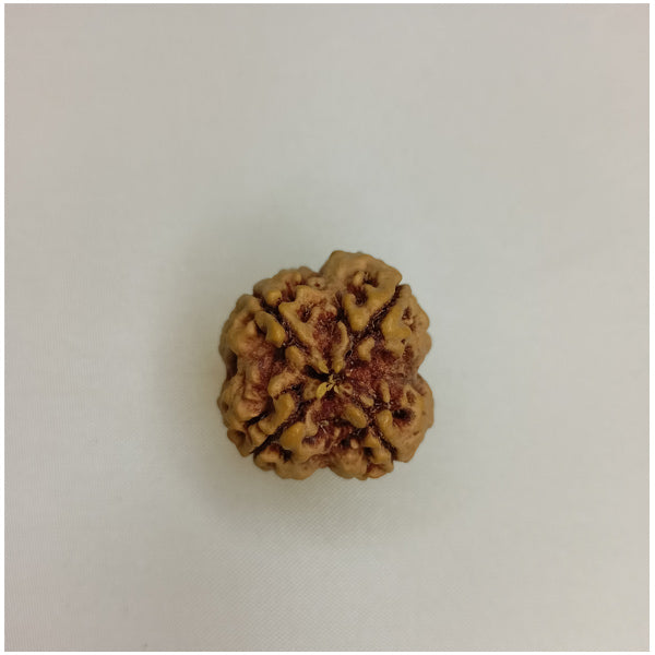  24mm 4 Mukhi Rudraksha (Big Size)