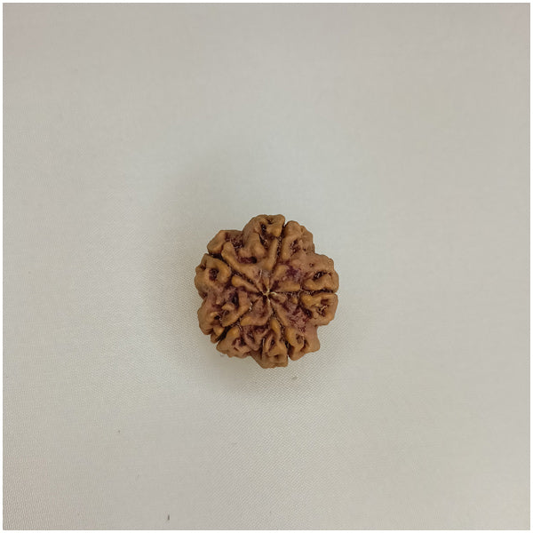 5 Mukhi Rudraksha (Big Size)