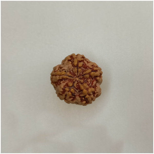 5 Mukhi Rudraksha (Big Size)