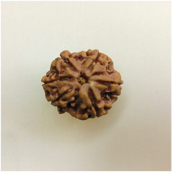 6 Mukhi Rudraksha (Big size)