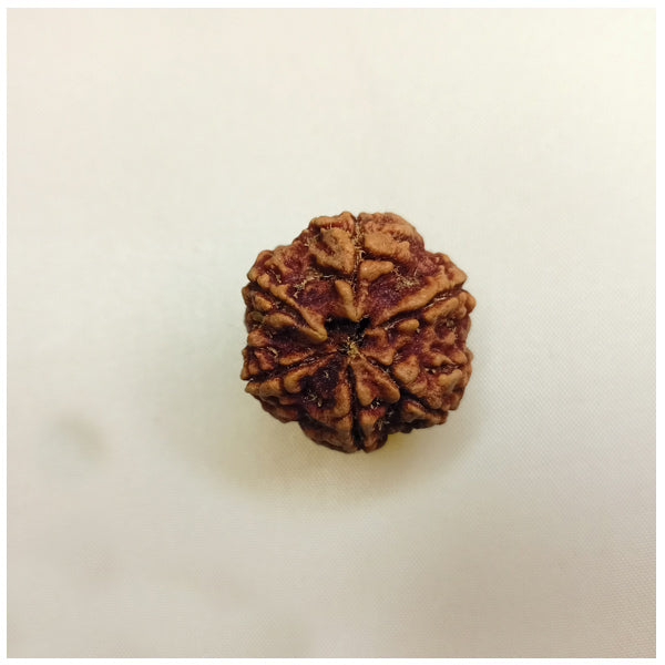 6 Mukhi Rudraksha (Big size)