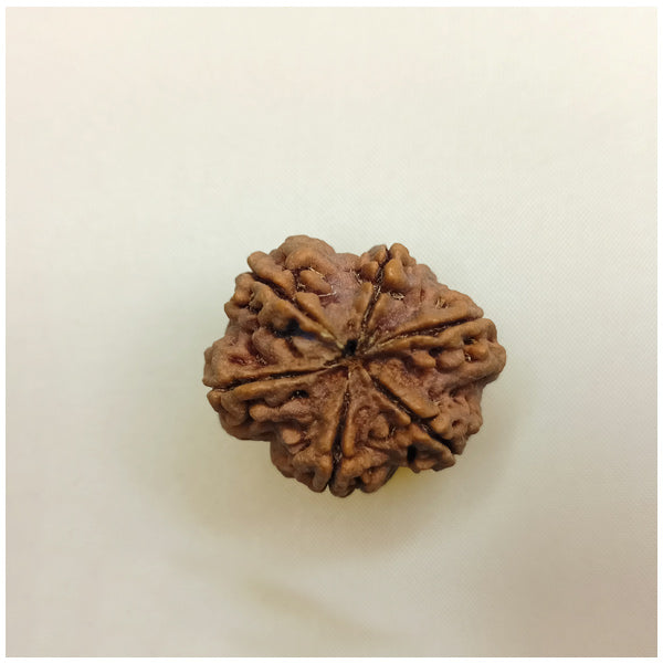 6 Mukhi Rudraksha (Big size)