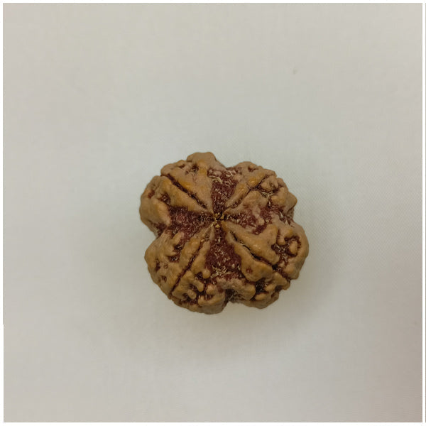 26mm 4 Mukhi Rudraksha (Big Size)