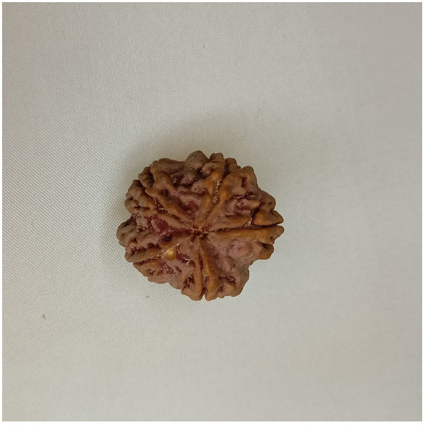 5 Mukhi Rudraksha (Big Size)