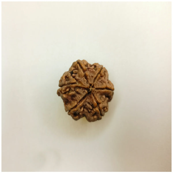 6 Mukhi Rudraksha (Big size)