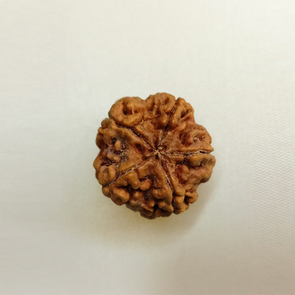 5 Mukhi Rudraksha (Big Size)