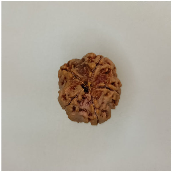 5 Mukhi Rudraksha (Big Size)