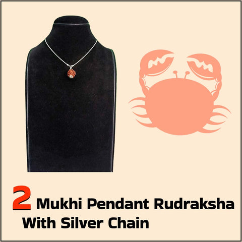 2 Mukhi Pendant Rudraksha with Silver Chain