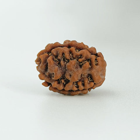 2 Mukhi/Domukhi Rudraksha