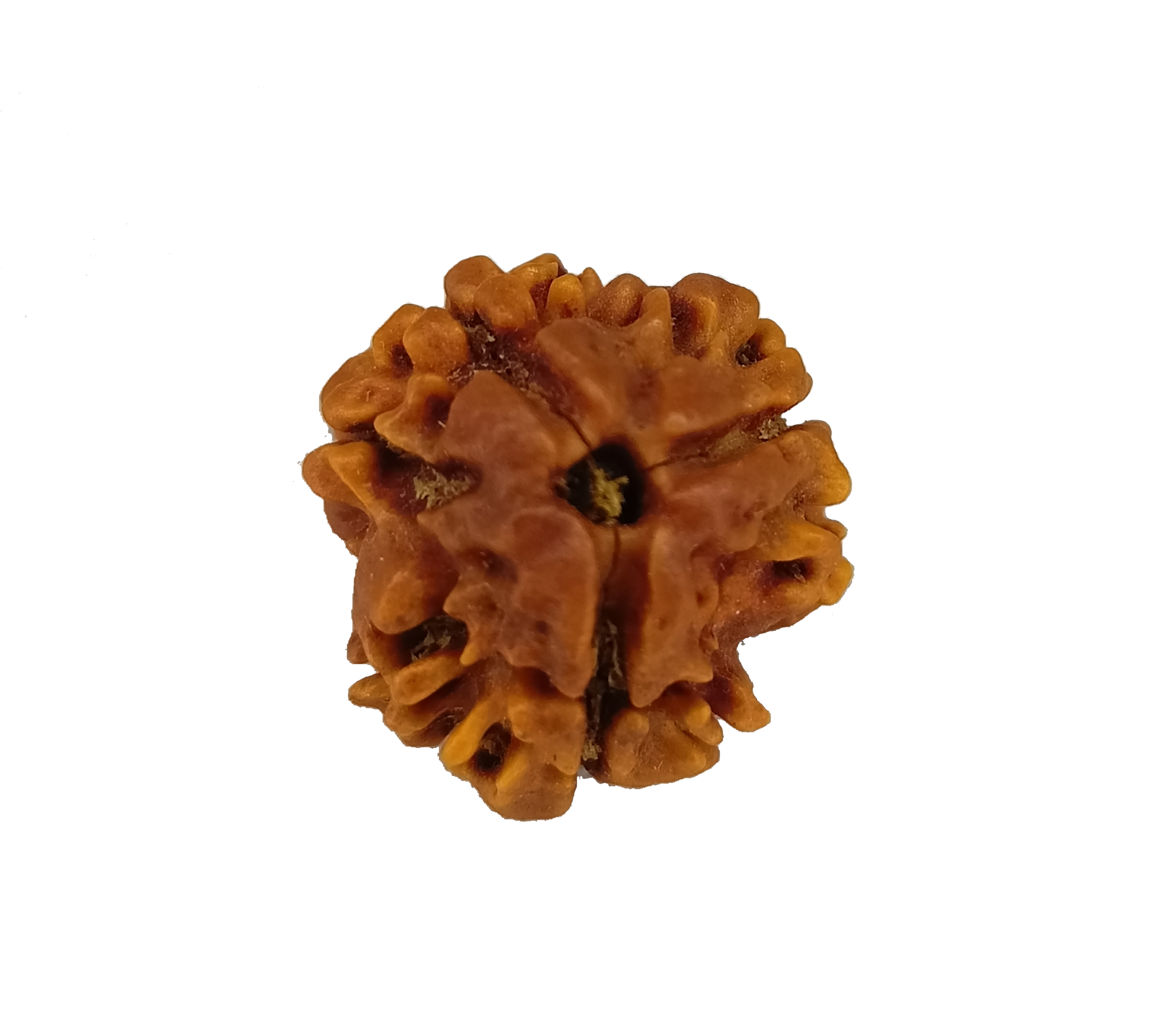 3 Mukhi / Trimukhi Rudraksha 