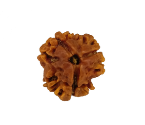 3 Mukhi / Trimukhi Rudraksha 