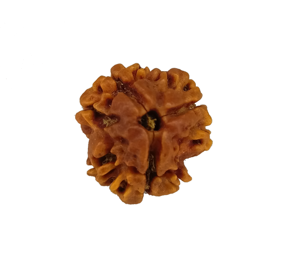 3 Mukhi / Trimukhi Rudraksha 