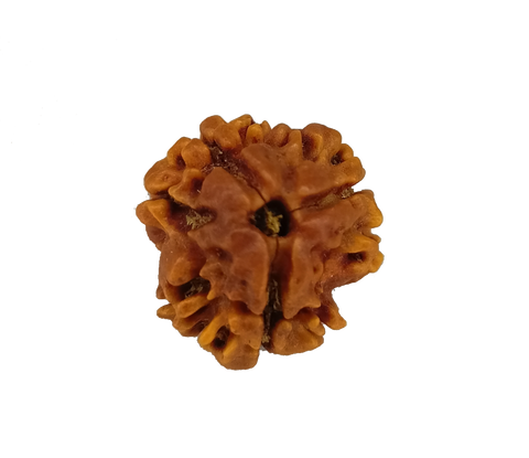 3 Mukhi / Trimukhi Rudraksha 