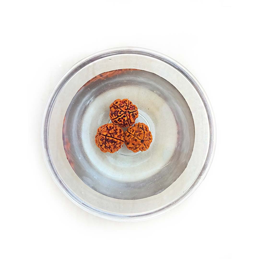 5 Mukhi Rudraksha Water Therapy Beads