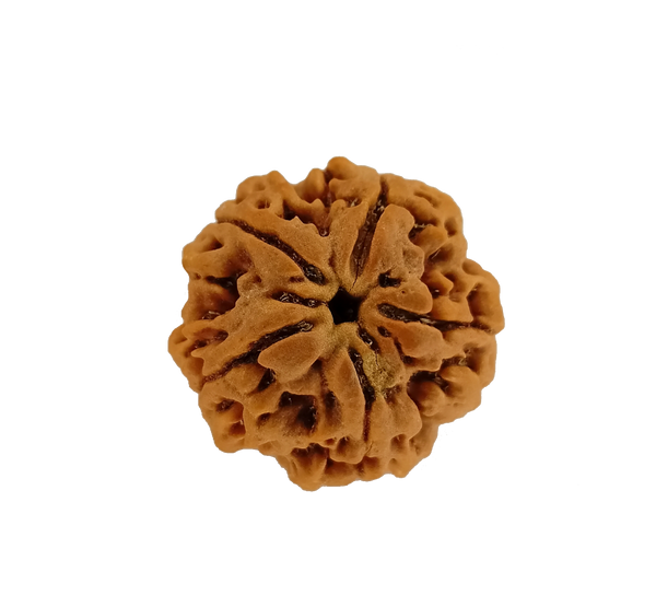 5 Mukhi Rudraksha (Big Size)