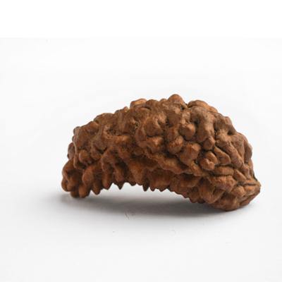 1 Mukhi / EkaMukhi Rudraksha - DT-RD01 - DivineTherapy