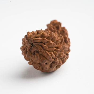 1 Mukhi / EkaMukhi Rudraksha - DT-RD01 - DivineTherapy