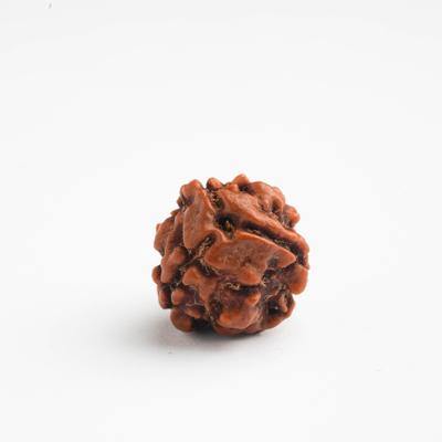 3 Mukhi / Trimukhi Rudraksha - DT-RD03 - DivineTherapy