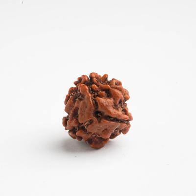 3 Mukhi / Trimukhi Rudraksha - DT-RD03 - DivineTherapy