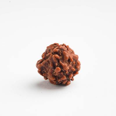 4 Mukhi  / Charmukhi Rudraksha - DT-RD04 - DivineTherapy