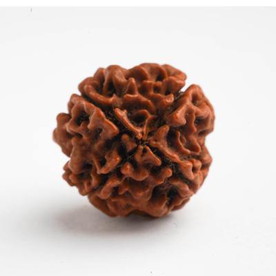 4 Mukhi  / Charmukhi Rudraksha - DT-RD04 - DivineTherapy