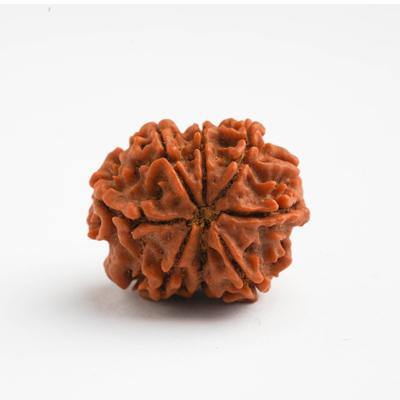 8 Mukhi / Ashtamukhi Rudraksha - DT-RD08 - DivineTherapy