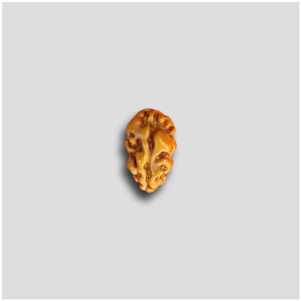 11/6  1 Mukhi Indonesian Rudraksha