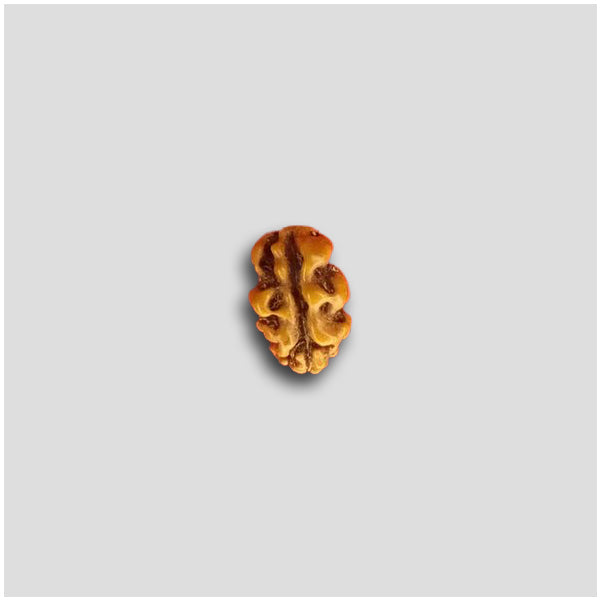 11/6.5  1 Mukhi Indonesian Rudraksha