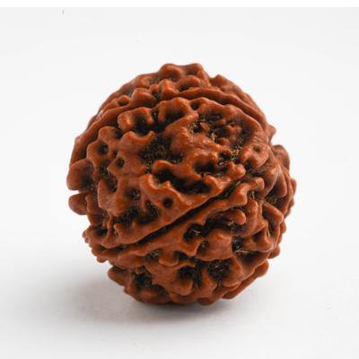 6 Mukhi / Six Mukhi Rudraksha - DT-RD06 - DivineTherapy