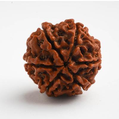 6 Mukhi / Six Mukhi Rudraksha - DT-RD06 - DivineTherapy