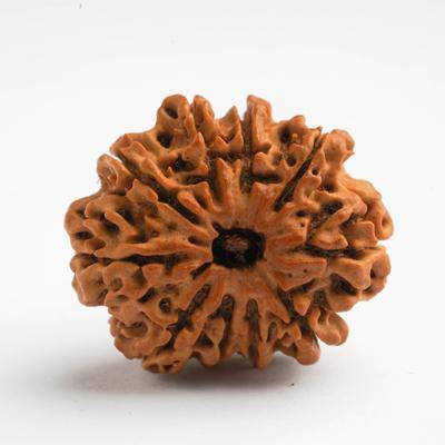 10 Mukhi / Dasamukhi Rudraksha - DT-RD10 - DivineTherapy