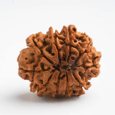 10 Mukhi / Dasamukhi Rudraksha - DT-RD10 - DivineTherapy