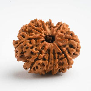 10 Mukhi / Dasamukhi Rudraksha - DT-RD10 - DivineTherapy