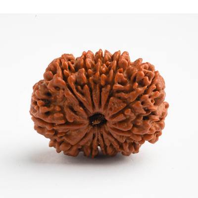 11 Mukhi / Ekadasamukhi Rudraksha - DT-RD11 - DivineTherapy