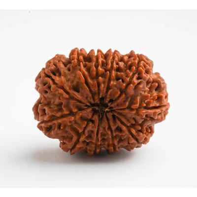 11 Mukhi / Ekadasamukhi Rudraksha - DT-RD11 - DivineTherapy