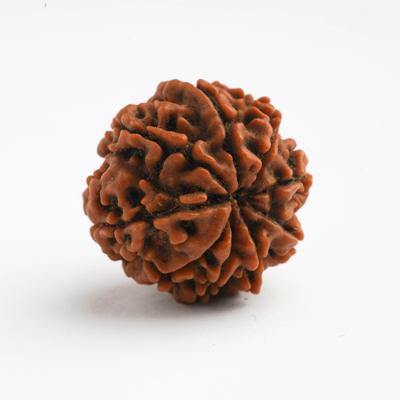 9 Mukhi / Navamukhi Rudraksha - DT-RD09 - DivineTherapy