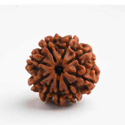 9 Mukhi / Navamukhi Rudraksha - DT-RD09 - DivineTherapy