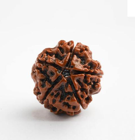 5 Mukhi / Panchmukhi Rudraksha - DT-RD05 - DivineTherapy