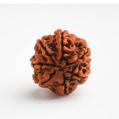 7 Mukhi / Saptamukhi Rudraksha - DT-RD07 - DivineTherapy