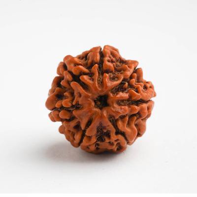 7 Mukhi / Saptamukhi Rudraksha - DT-RD07 - DivineTherapy